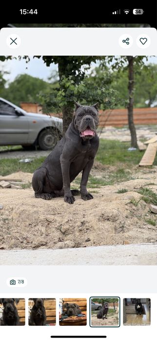 Кобель кане корсо для вязки!