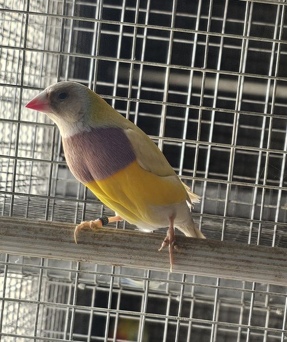Diamante gould macho