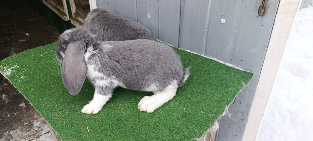 Młode baran francuski niebieski