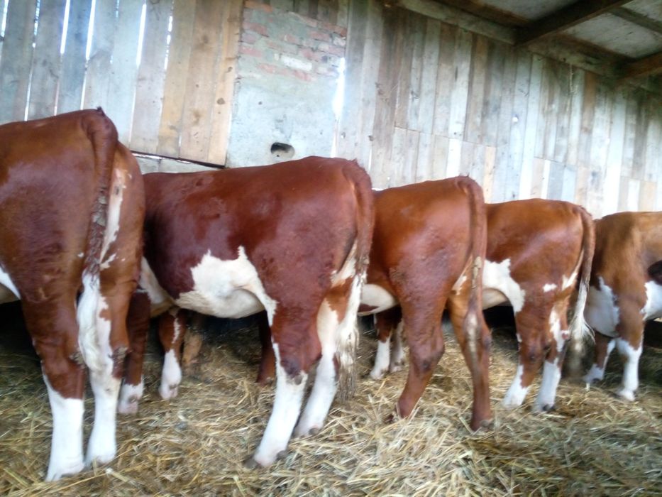 Sprzedam  jalowke hereforda 100%