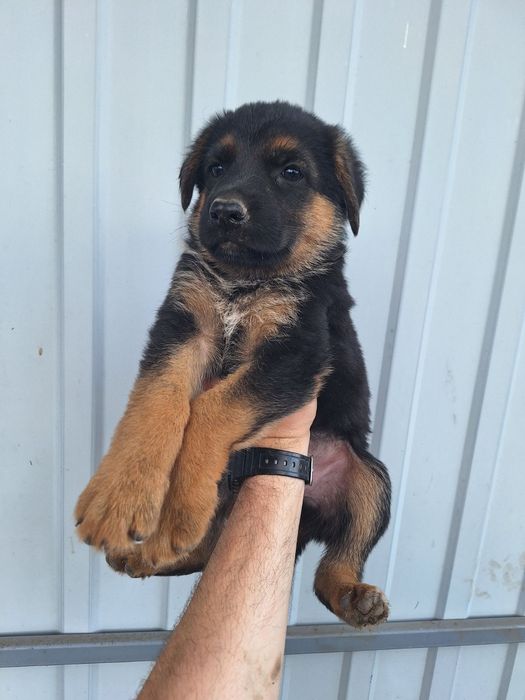 Щенята німецької вівчарки