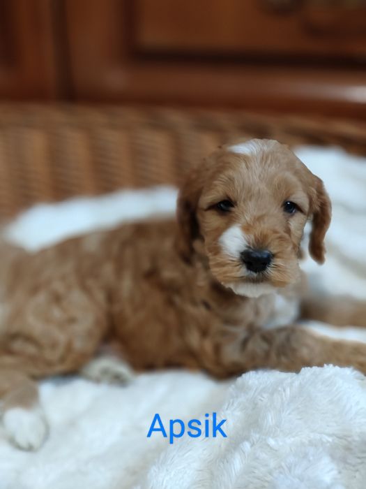 Cockapoo.Chłopczyk Apsik.Hybryda.Cocker spaniel angielski/Pudel miniat