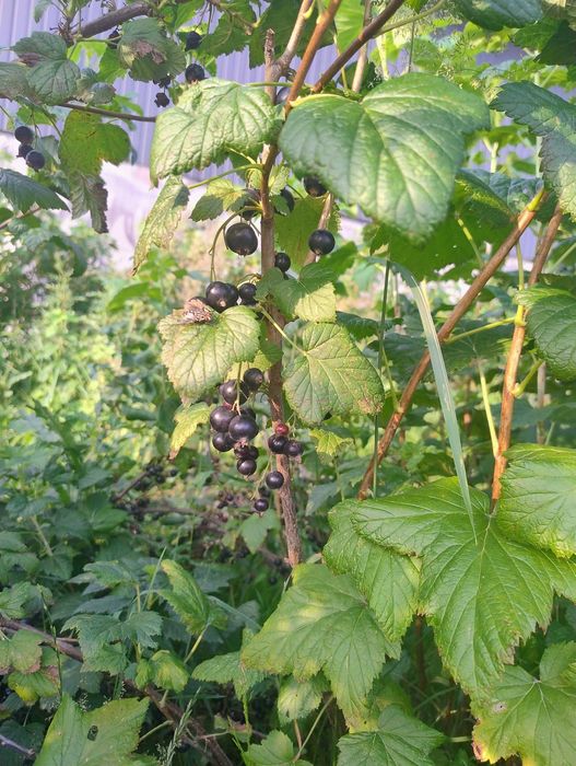 Porzeczka czerwona , czarna