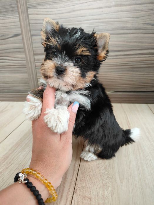Yorkshire terrier Biewer