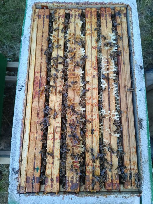 Odkłady pszczele pszczoły krainka dobra alpejka 5 ramkowe wlkp ule