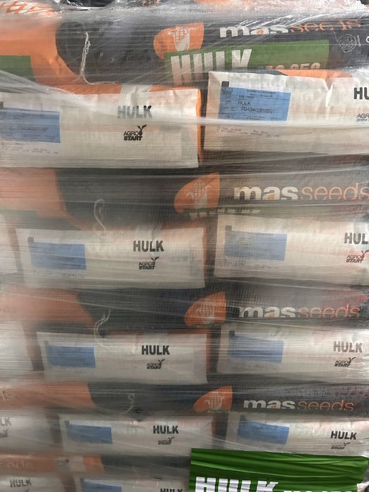 Kukurydza do siewu hulk, rosomak, popis, aniska, danville, remco