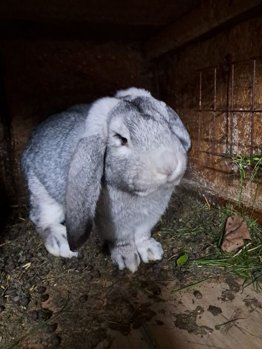 Samiec baran francuski