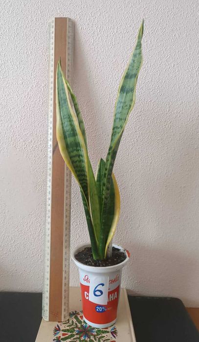 Сансевиерия окаймленная велика Sansevieria, тещін язик, щучий хвіст