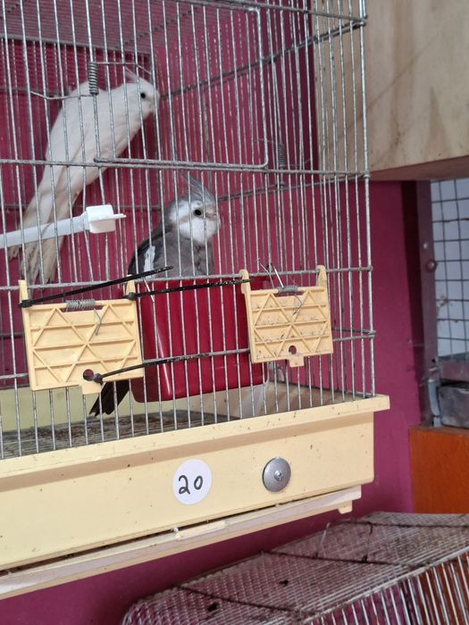 Caturras para cedencia