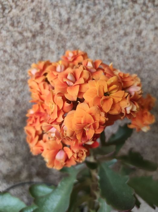 Молодой кустик оранжевого каланхоэ