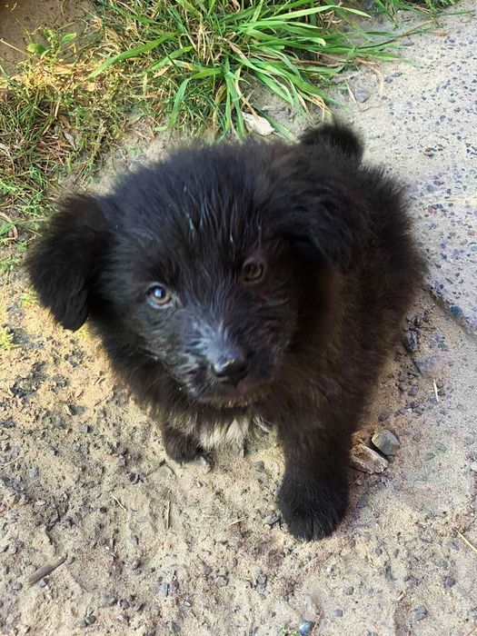 Цуцики в добрі руки