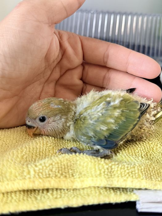 Bebê agapornis para criar a mão