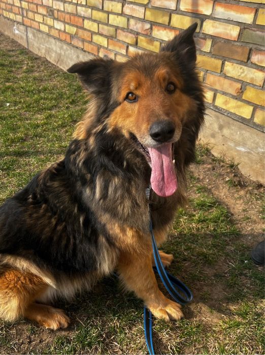 Piesek do adopcji LEO