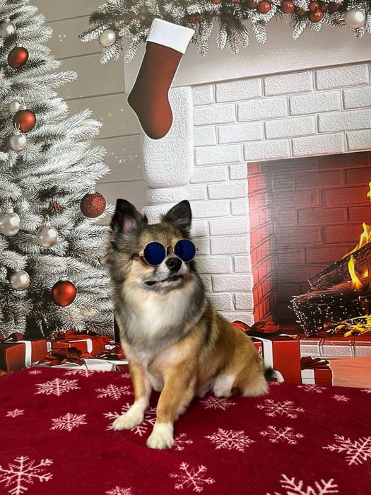 Чихуахуа. Длинношерстный, кобель. 3 года. Вязка.