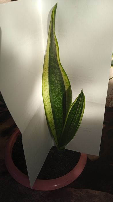 Блек Голд вузьколистий