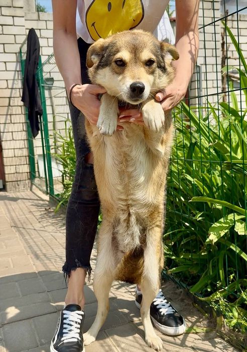 Собачка Мальва шукає людину