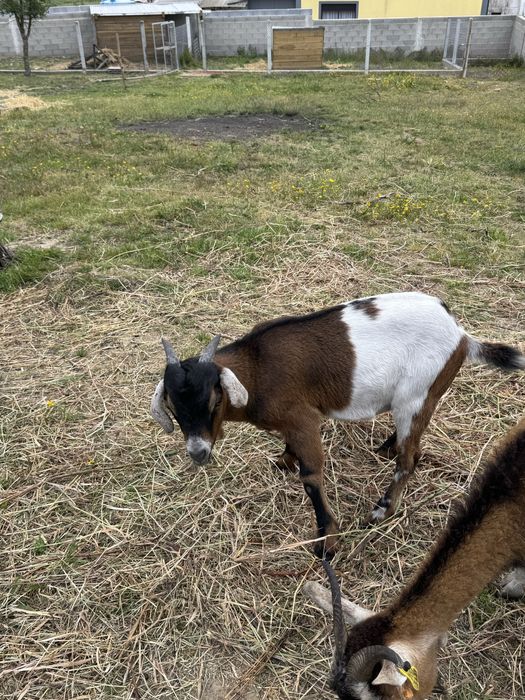 Vendo cabrito macho (chibo) cruzado boer