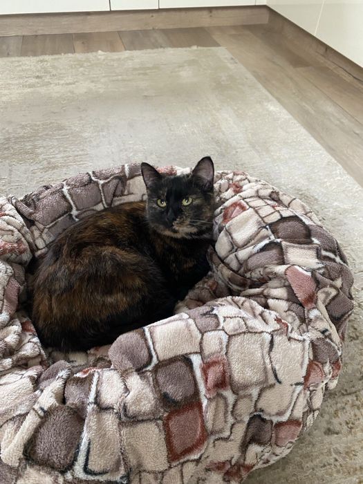 Віддам гарну кицю в добрі руки