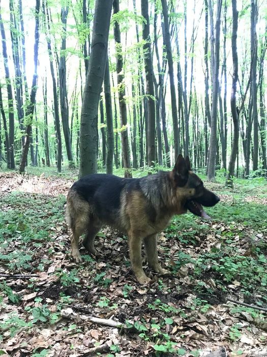 Німецька вівчарка