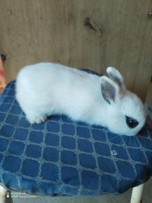 Coelhos anões dóceis