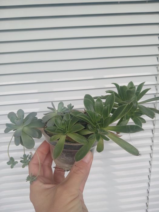 Молодило та ехеверія, сукуленти