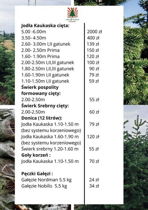 Jodła kaukaska cięta 2.00-2.50  jodły świerki choinki