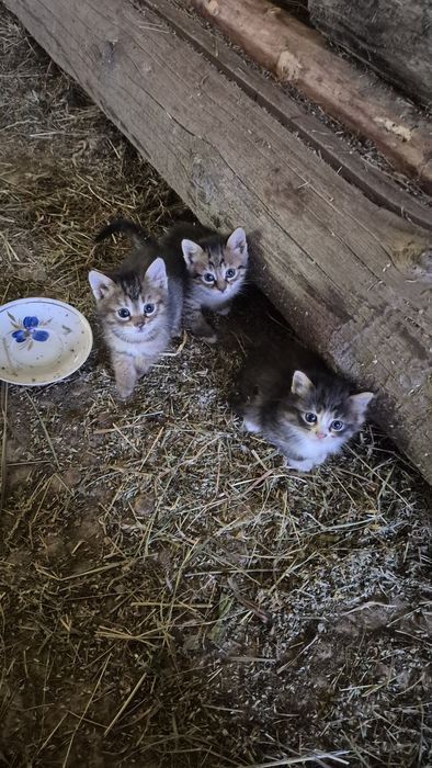 Кошенята маленькі