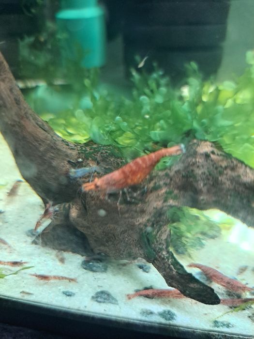 Camarões Neocaridina Red Cherry