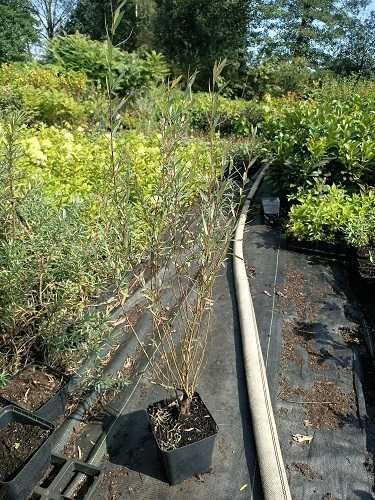 P11 Wierzba purpurowa Salix purpurea HURT DETAL Dostawa