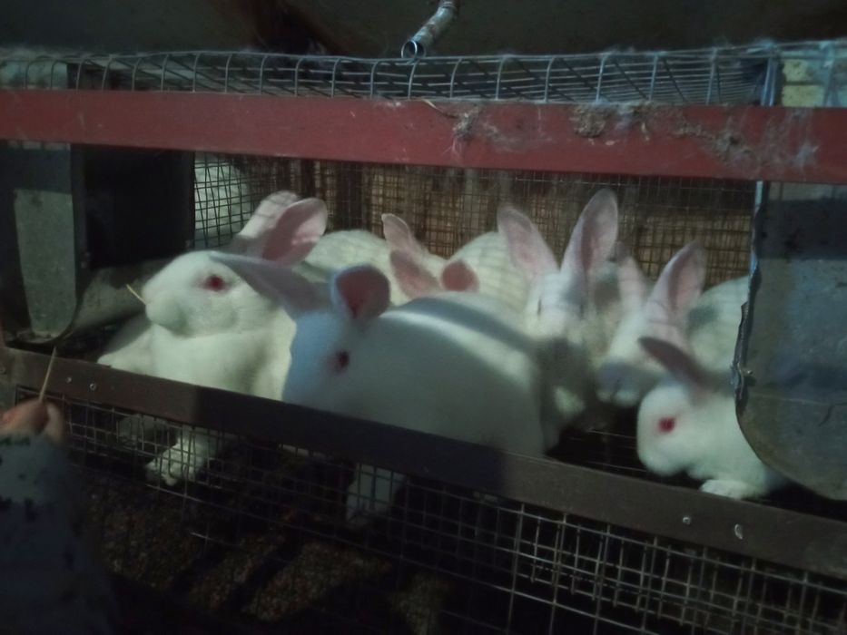 Кролі породи термонці