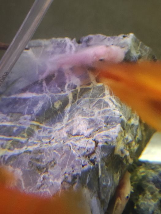 L144 Snow white long fin