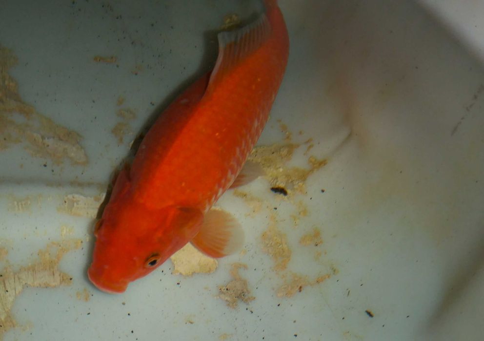 Peixes vermelhos XXL para lagos