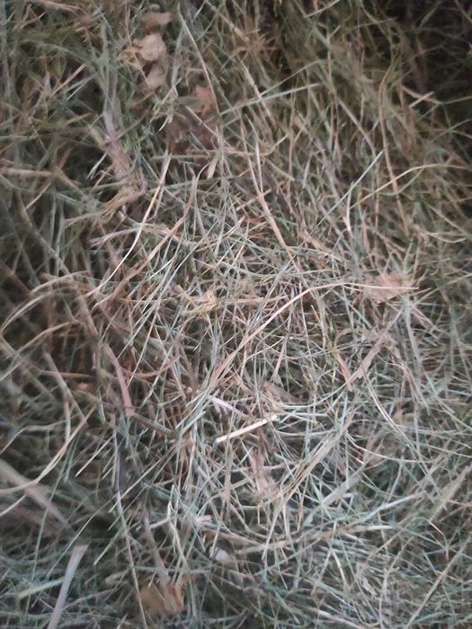 Sprzedaję ekologiczne siano z pierwszego pokosu więcej informacji pod