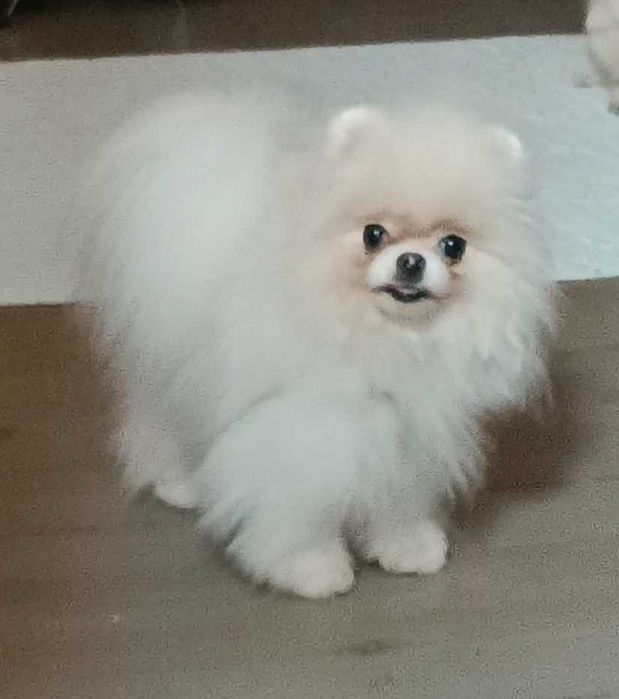 Померанський шпіц