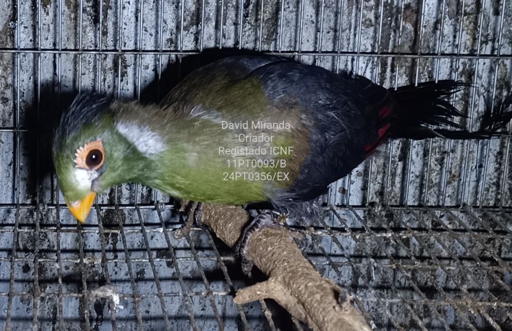 Tauraco Leucotis Criador Legal ICNF