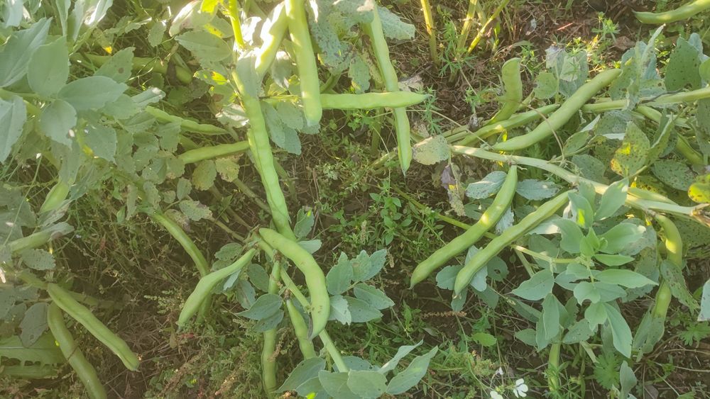 Favas secas deste ano