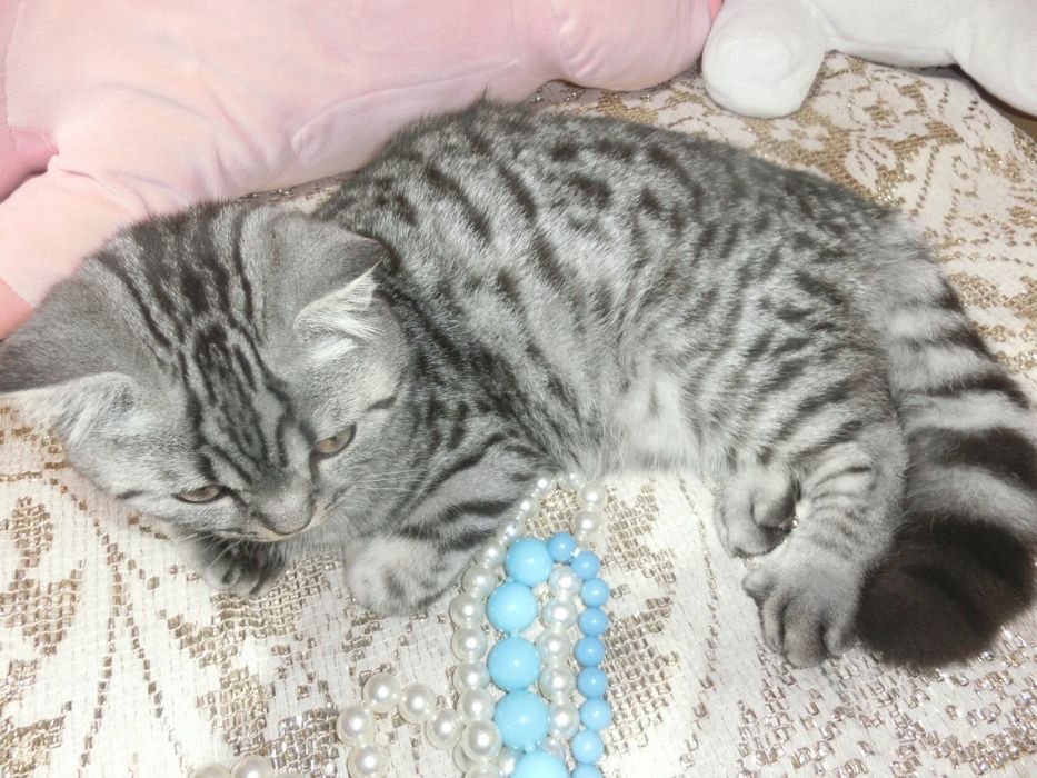 Шотландський віскасний котик