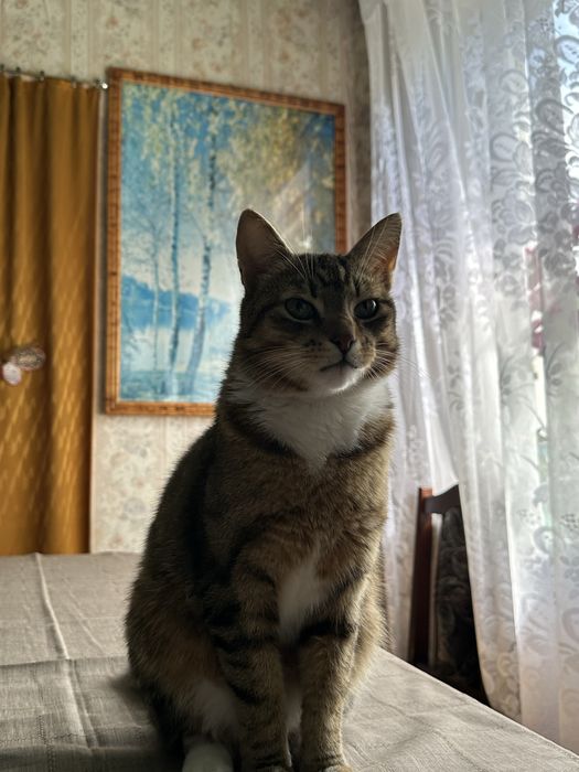 Zaginął kotek okolice Repek