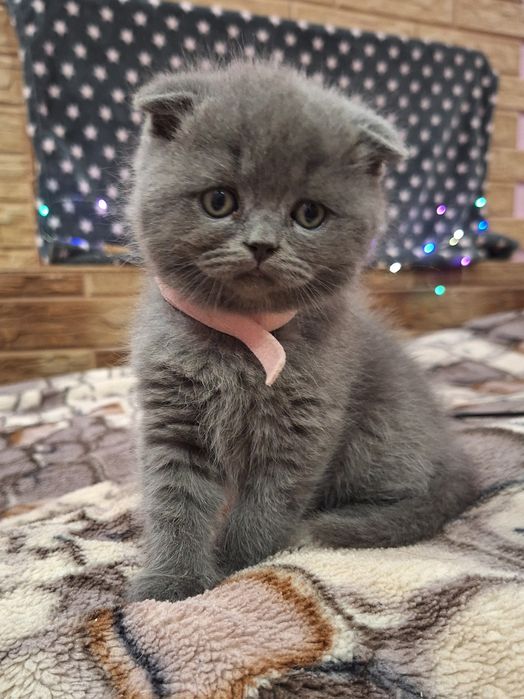 Шотландські кошенята