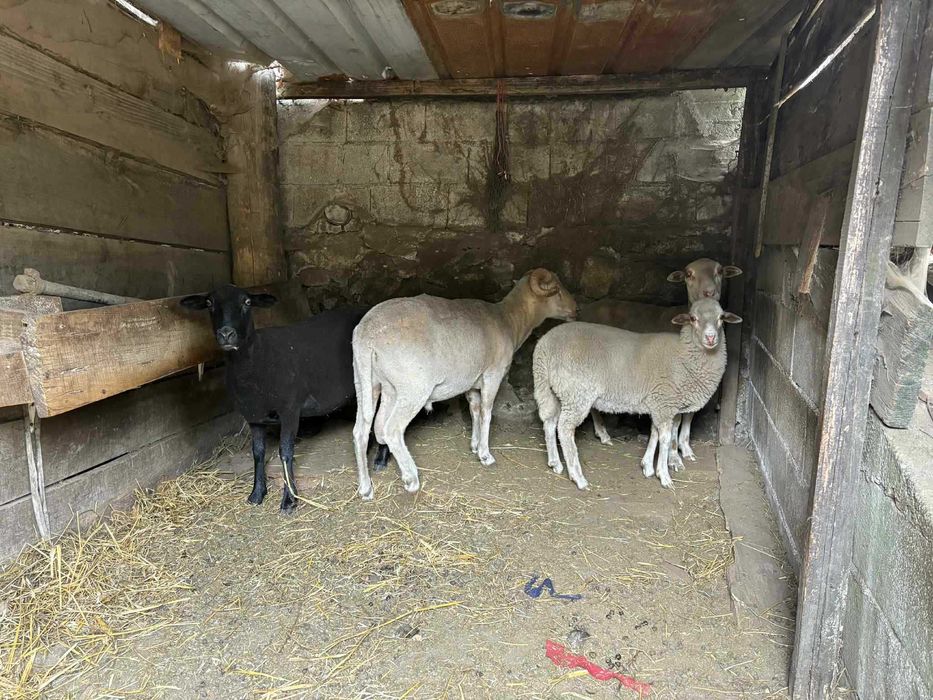 Ovelha Carneiro Borrego