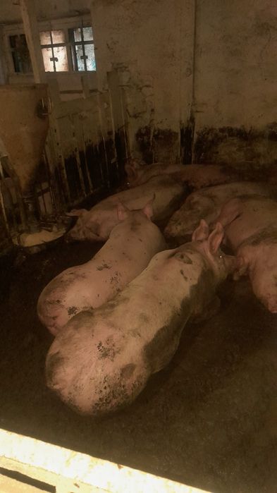 Продам свиней живым весом,Свині живою вагою 150+кг