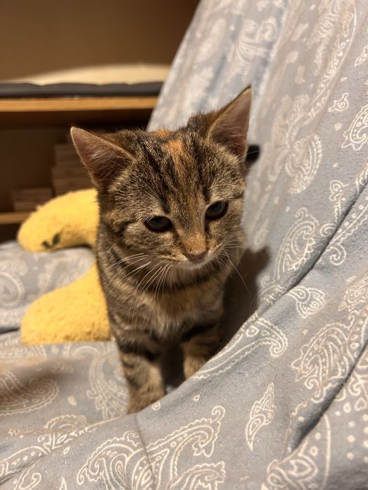 Mała koteczka szuka domku