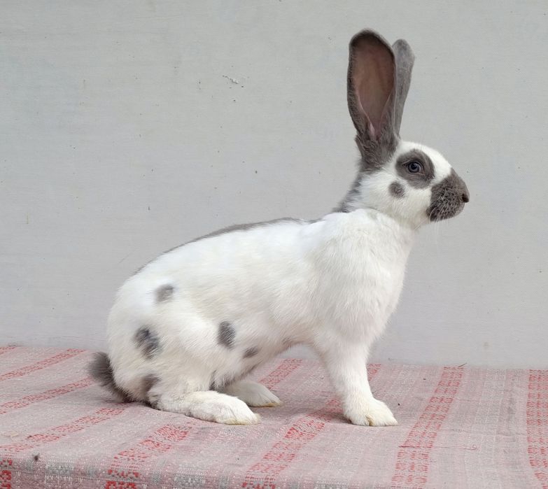 Кролики німецький строкач