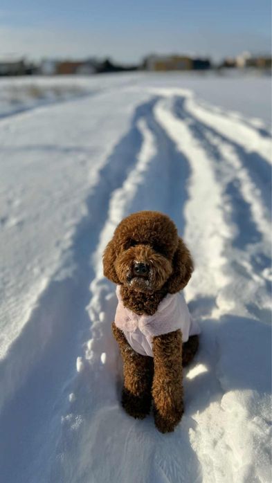 Малий ( середній) пудель цуценята в Києві