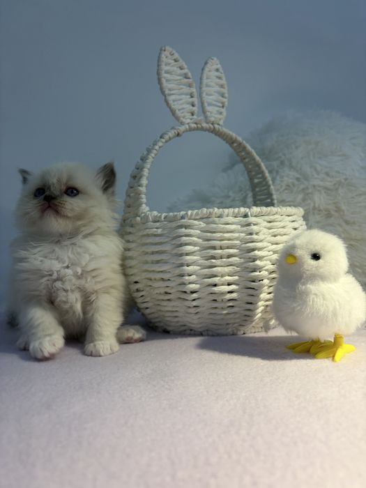 Koteczki o wyjątkowo przyjacielskim charakterze Ragdoll z KittyandLove*PL