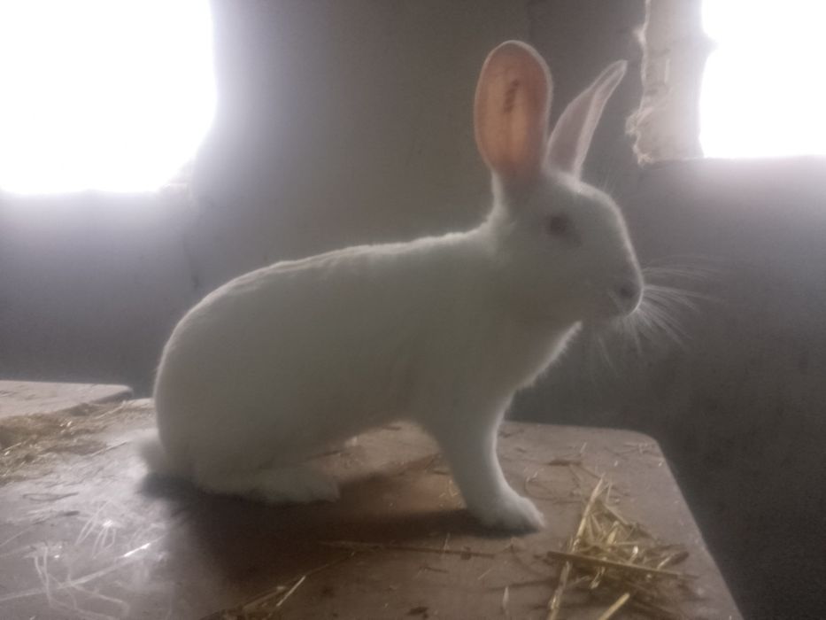 Króliki TERMONDZKIE Termondzki Biały samce króliki