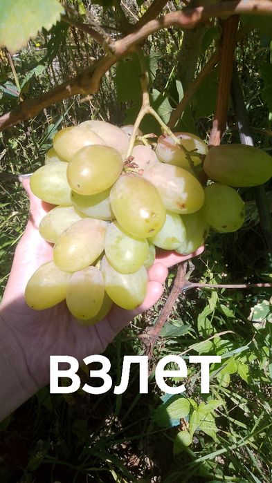 Черенки винограда