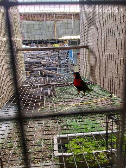 Várias aves para de 2025