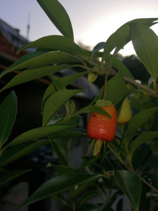 Cereja do rio Grande de vários tamanhos e preços