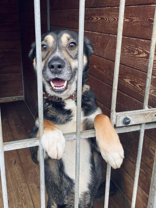 Kubuś lat 4 to młody, skrzywdzony przez los psiak. Chętnie wychodzi na